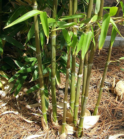 Bamboo in a Pine Needle Mulch